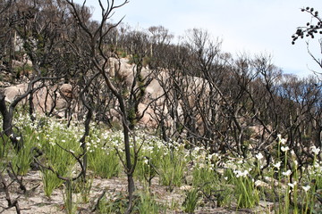 regrowth after fire, wilsons promontory national park