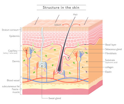 Structure in the skin_English notation
