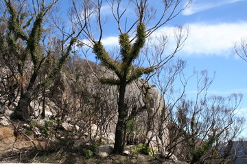 regrowth after fire, wilsons promontory national park