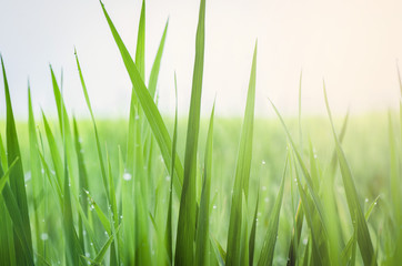 Fototapeta na wymiar closeup shot background image of green grass with dew in the morning