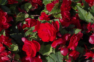 Red begonias