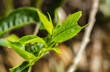 beautiful in nature, closeup image of green tea bud and leaves at Cameron Highland, Malaysia
