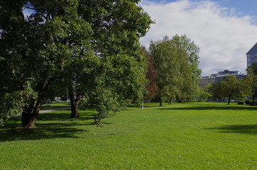 Fototapeta na wymiar Trees in park