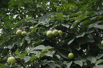 fruit of horse chestnut