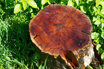 wet mahogany stump