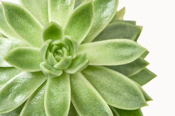 Succulent plant white background Top view close up