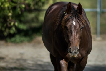 Obraz premium Horsewalk