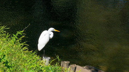 A Cattle Egrets take it easy in Tokyo, Yoyogi park
