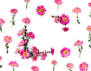 Flowers pink chrysanthemum on a white background with space for text. Top view, flat lay
