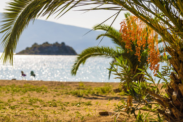 Small palm tree on beach