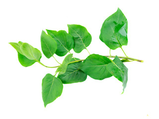 Fresh lilac green leaves isolated over white background