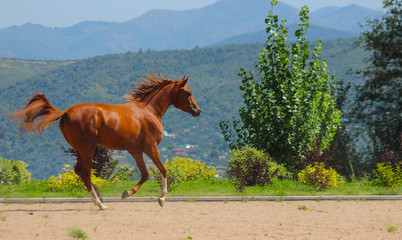 red-haired Arabian stallion galloping against the backdrop of the mountains