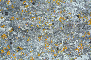 Lichen on weathered sandstone headstone