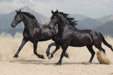 two black Frisian horses run at a gallop