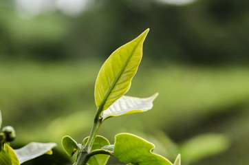 beautiful in nature, closeup image of green tea bud and leaves at Cameron Highland, Malaysia
