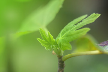 closeup green leaf background