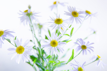 秋に咲く白い花