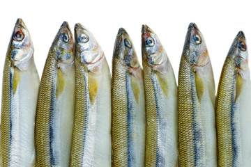 Fototapeta premium Few fresh raw european smelt fishes isolated on white background