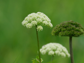 北海道の夏の原野に咲くエゾノシシウド