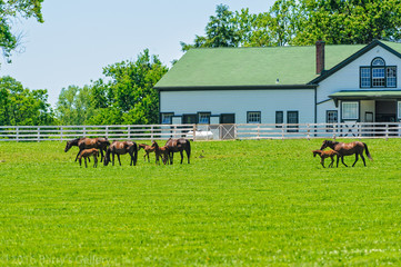 Horses on a horse farm
