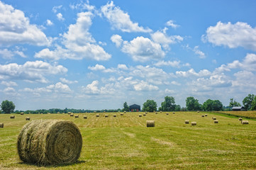 Hayfield