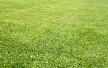 The texture of the green summer grass turf on a close view.