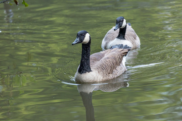 Canadian geese