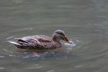 Duck in water
