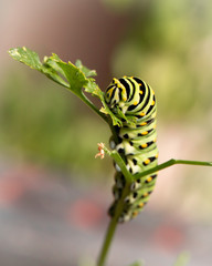 caterpillar on a leaf_1