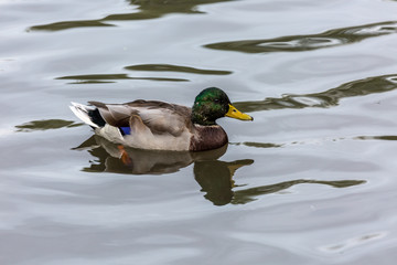 Duck in water