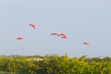 Scarlet ibis from Lencois Maranhenses National Park, Brazil.