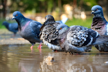 Fototapeta premium bathing birds pigeons early morning summer day