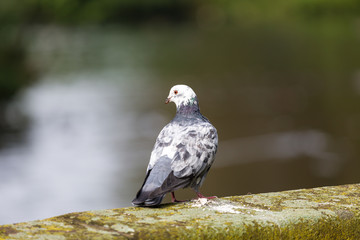 Pigeon