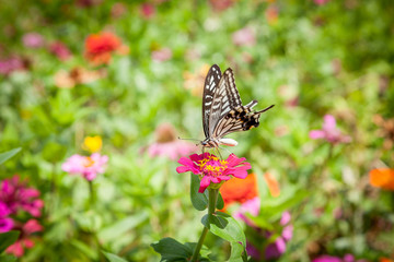 Butterfly Ecology Park