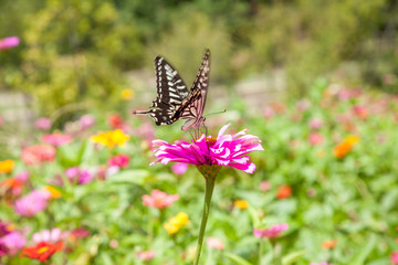 Fototapeta na wymiar Butterfly Ecology Park