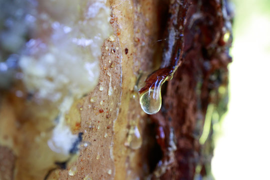 spruce resin in natural conditions in the forest - Powered by Adobe