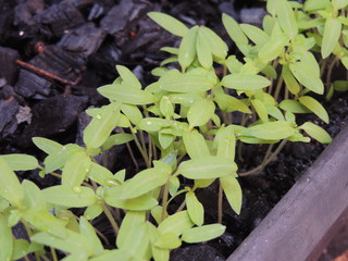 Plantas crescendo