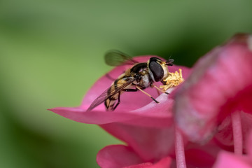 Hoverfly on flower drinking nectar