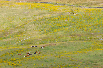 Farm field with cows over Cliffs of Moher