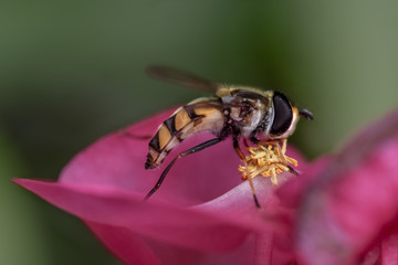 Hoverfly on flower drinking nectar