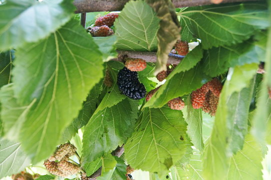 photo of mulberry berries on bushes, varying degrees of maturity