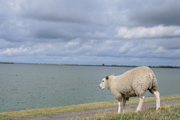 Sheep on Dutch dike