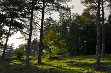 trees in the park