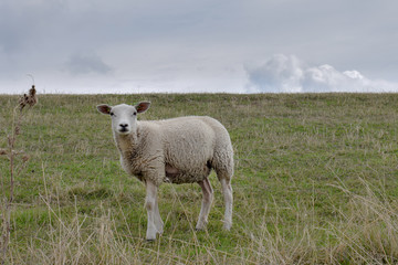 Sheep on Dutch dike