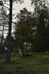 Fototapeta premium trees in the park