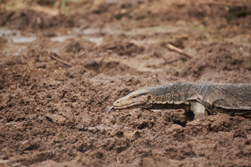 Varanus salvator walking on the ground