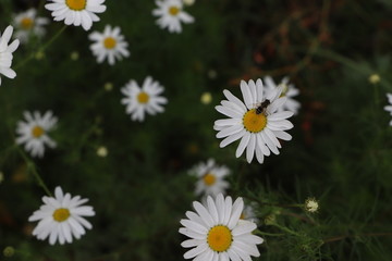 Chamomile field of flowers. Alternative medicine, Spring Daisies Flower. Nature scene with blooming medical wild chamomile. Natural blurry background.