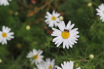 Chamomile field of flowers. Alternative medicine, Spring Daisies Flower. Nature scene with blooming medical wild chamomile. Natural blurry background.