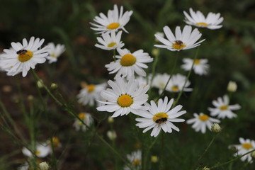 Chamomile field of flowers. Alternative medicine, Spring Daisies Flower. Nature scene with blooming medical wild chamomile. Natural blurry background.