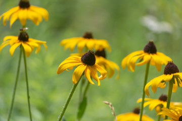 Yellow Coneflower black eyed Susan  Sun flowers (Rudbeckia hirta) contrasted with a green backdrop in the summer sun.